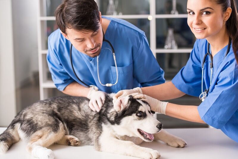 3_21 Veterinary Assistant